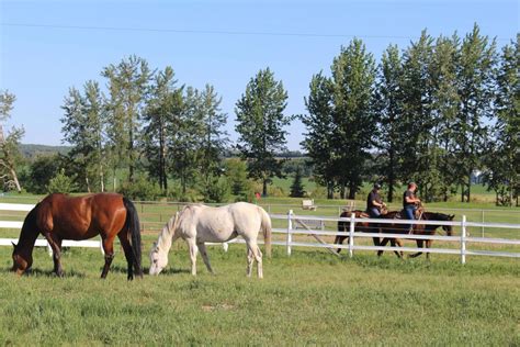 Horseback Riding In Edmonton Stables And Tips To Know Hrn