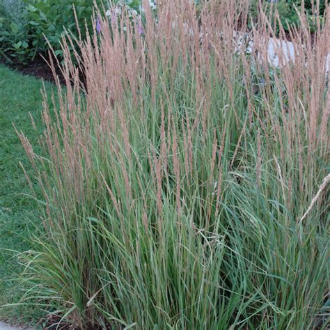 Variegated Reed Grass Indy Plants