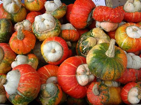 Maybe you would like to learn more about one of these? Growing Gourds: How to Plant, Grow, and Harvest Gourds