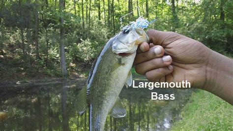 Pointes west army resort is located in appling georgia on beautiful clarks hill lake (lake strom thurmond). 2012 Fishing Trip to West Point Lake - YouTube