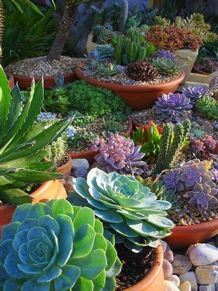 Prices, promotions, styles, and availability may vary. HOME DZINE Garden Ideas | Create a Succulent Garden