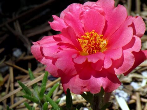 Pink Moss Rose These Plants Love The Heat And Bloom Contin Flickr