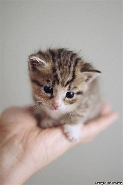 The 25 Best Fluffy Cat Breeds Ideas On Pinterest Cute