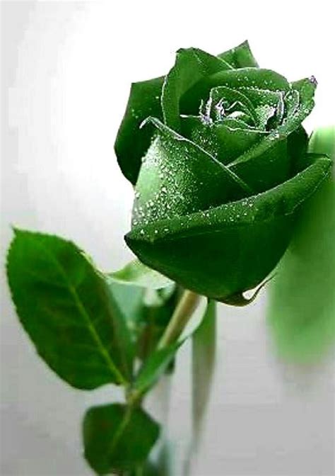 The Meaning And Top 19 Beautiful Green Roses Gardening And Home Decor