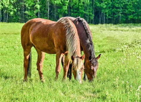 Creating Better Horse Pastures The Horse