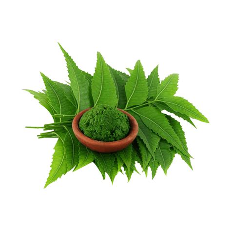 Health Benefits Of Neem Leaves Ayurveda For Healthy Living