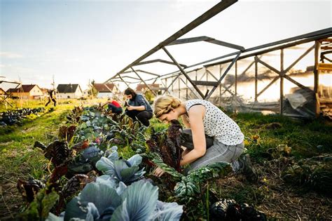 5 really useful allotment ideas for beginners | Allotment gardening, Gardening for beginners ...