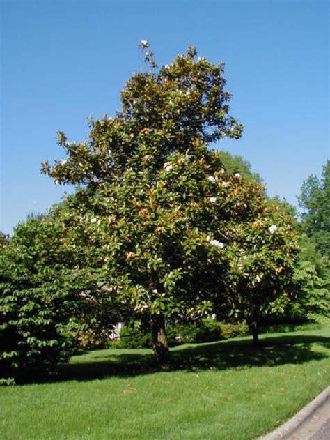 Magnolia Grandiflora Berylwood Tree Farm