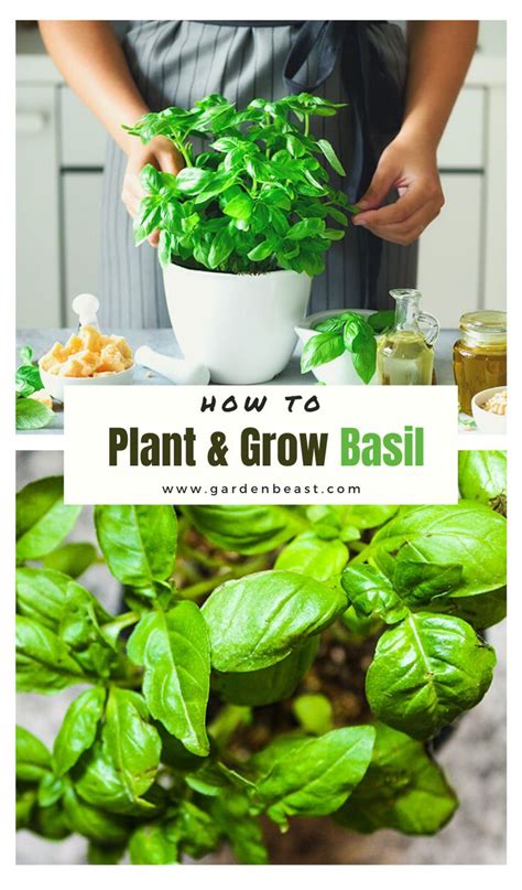 How To Plant And Grow Basil Indoors Or Outdoors Complete Guide Growing