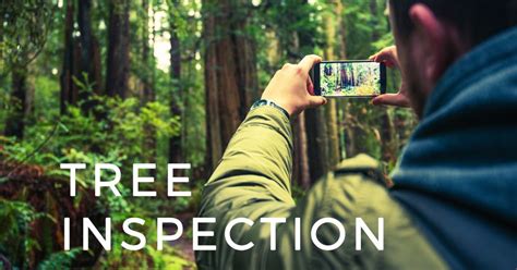 Tree Inspection Protocols For Trails