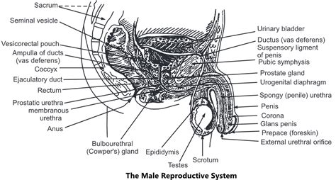 Male Reproductive System Structure And Functions Biology Ease