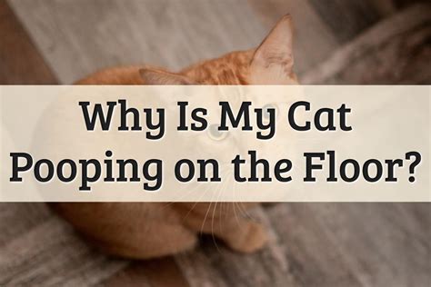 6 Reasons Your Cat Is Pooping On The Floor 2022 Guide