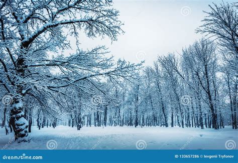 Winter Landscape With Trees Covered With Snow Outdoors Winter Stock