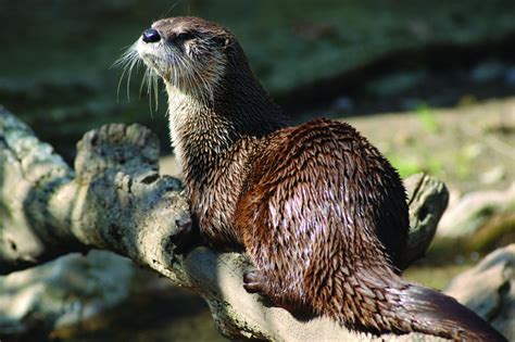 River Otter Trapping Season Closed In The Salmon Region Idaho Fish