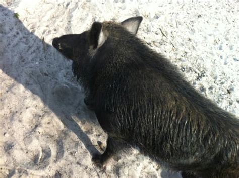 Russian Boar Hunts Florida Hunting Guides Russian Boars Fl