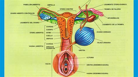 Aparato Reproductor Femenino Imagenes Wallpapers Laminas