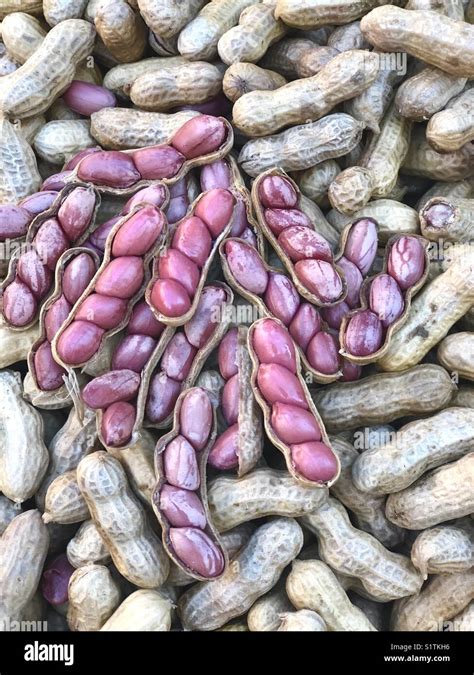 Groundnut Arachis Hypogaea Legume Hi Res Stock Photography And Images