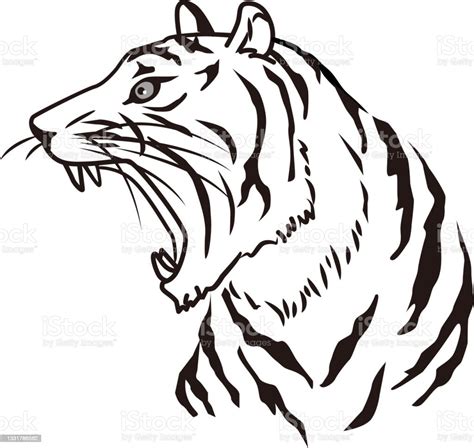 vetores de ilustração de desenho de linha monocromática de um tigre e mais imagens de tigre istock
