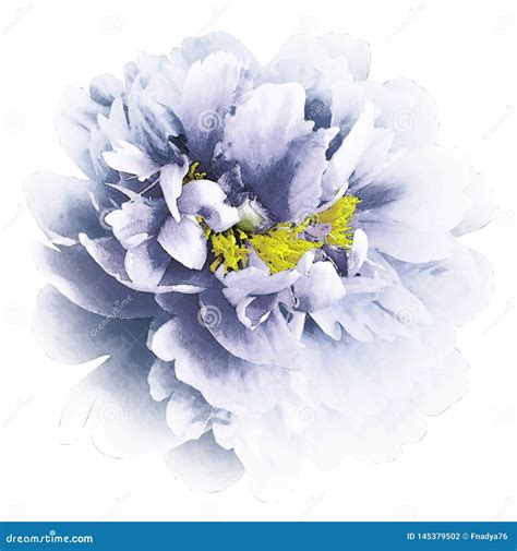Light Blue White Watercolor Peony Flower With Yellow Stamens On An