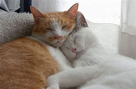 20 adorable pictures of kittens hugging each other