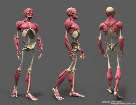 Artstation Students Work Vijay Pratap Singh Human Anatomy Art