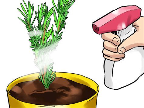 How To Grow Rosemary Indoors With Pictures Wikihow