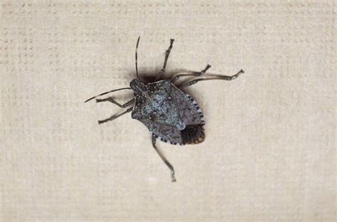 15 Tiny Bugs On Walls And Ceiling How To Get Rid Of Them
