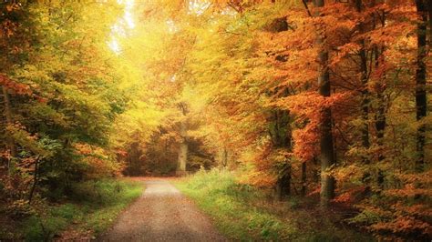 Free Download 1920x1080 Autumn Road Forest Desktop Pc And Mac Wallpaper