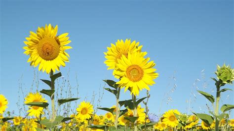 Summer Sunflowers Field · Free Photo On Pixabay