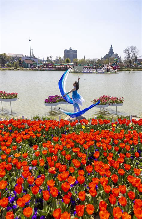 A Stunning Display Of Million Tulips In Yancheng English Jschina