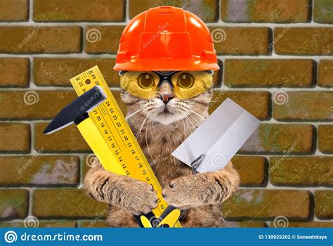 Portrait Of A Builder Cat With Tools In Paws Stock Photo - Image of ...