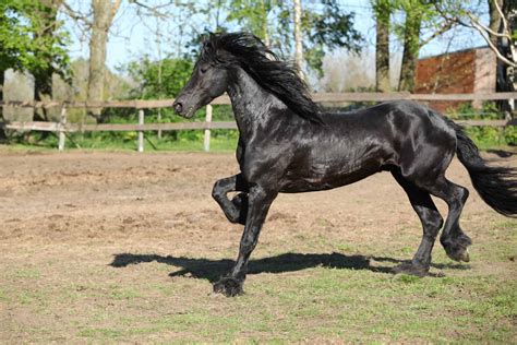 24 Friesian Horse Pictures Youll Love