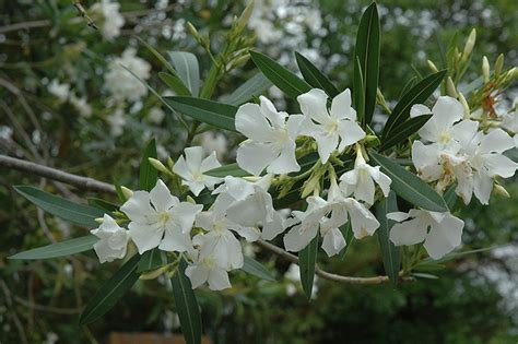Its leaves are 4 to 6 inches long, 1 inch wide, spear at its frontal portion, rough from the lower side but smooth from upper side and white in lake. White Oleander (Nerium oleander 'Alba') in Richmond ...