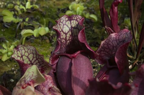 Care And Growth Guide For The Purple Pitcher Plant Sarracenia Purpurea