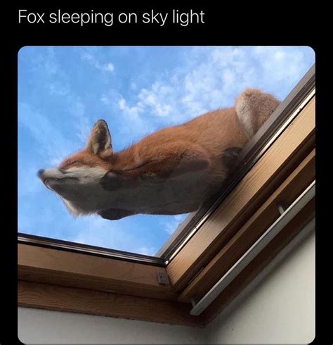 The Best Fox Memes Memedroid