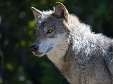 Debate Over Protecting California Gray Wolves May Reopen