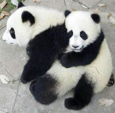 I Love You Panda Friend Panda Bear Panda Panda Love
