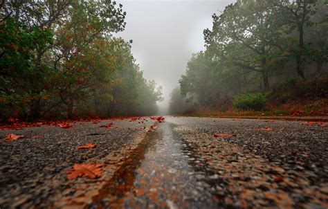 Wallpaper Road Autumn Leaves Trees Fog Rain Foliage Highway
