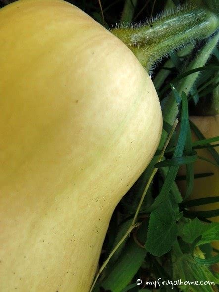 6 Ways To Know When To Pick Butternut Squash Sumo Gardener