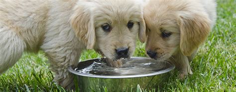This article has been viewed 3,674 times. How much water does your pet need? - Gardening Australia