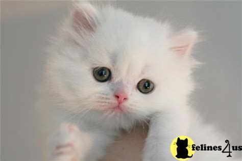 Find great deals on ebay for persian kittens for sale. Persian Kitten for Sale: Beautiful Healthy CFA Reg. PKD ...