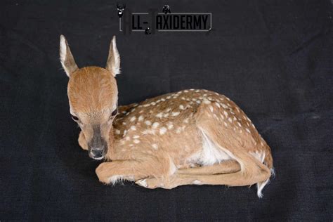 Whitetail Deer Extra Small Fawn Taxidermy Full Body Mount