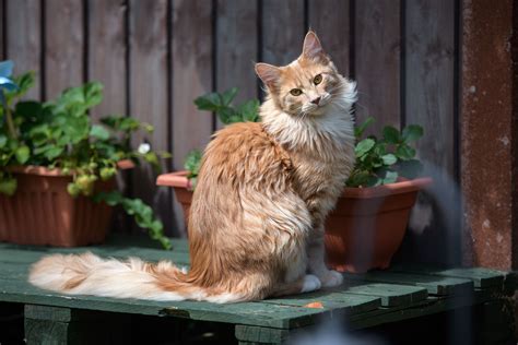 The 5 Most Popular Cat Breeds In America
