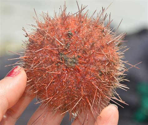 Pink Sea Urchin Flickr