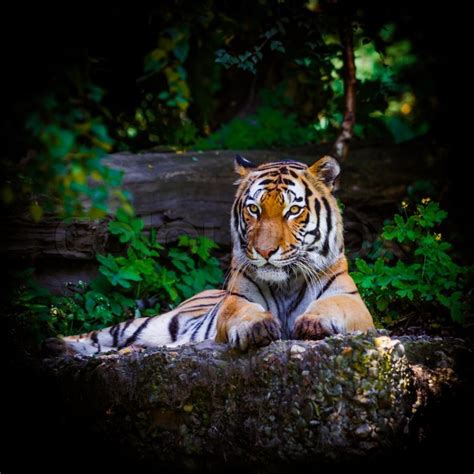 Tiger Beautiful Tiger Portrait Stock Image Colourbox