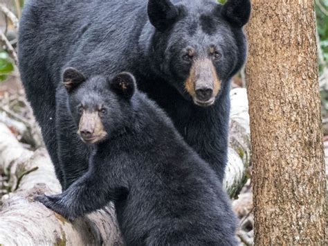 Black Bear Mother And Cub Sitting On An Aspen Log Smithsonian Photo Contest Smithsonian Magazine