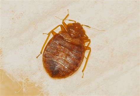 Finding out what works before attempting any treatments is also critical and there are a number of home remedies for bed bugs that you can use at minimal cost. How to Get Rid of Bed Bugs in Clothes - Easy Instructions ...