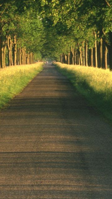 Straight Road Between Trees Wallpaper In 360x640 Resolution