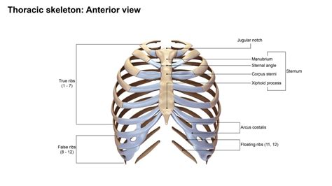 The thoracic cage consists of the 12 pairs of ribs with their costal cartilages and the sternum. ribcage anatomy obj