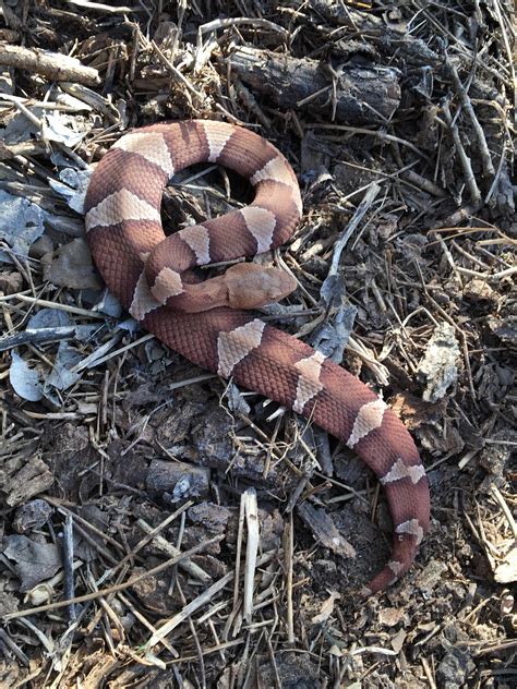 Flipped A Nice Looking Copperhead In South Texas Over The Weekend R